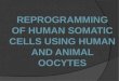 Reprogramming of Human Somatic Cells Using Human and Animal  Oocytes