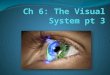 Ch 6: The Visual System pt  3