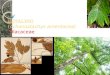 PETALING ( ochanostachys amentacea)  Olacaceae  oleh: DANIEL SITORUS