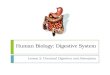 Human Biology: Digestive System