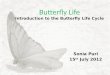 Butterfly Life Introduction to the Butterfly Life Cycle