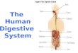 The  Human Digestive  System