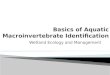 Basics of Aquatic  Macroinvertebrate  Identification