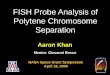 FISH Probe Analysis of  Polytene  Chromosome Separation