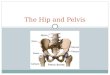 The Hip and Pelvis