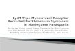 LysM -Type  Mycorrhizal  Receptor Recruited for Rhizobium Symbiosis in  Nonlegume Parasponia