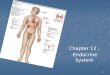 Chapter  12  :  Endocrine System
