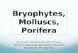 Bryophytes,  Molluscs ,  Porifera
