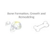 Bone Formation, Growth and Remodeling