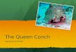 The Queen Conch