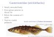 Gasterosteidae (sticklebacks)