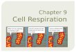 Chapter 9 Cell Respiration
