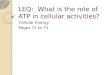 LEQ:  What is the role of ATP in  cellular activities?