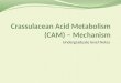 Crassulacean  Acid Metabolism (CAM) – Mechanism