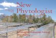 New Phytologist Special Feature: Drought-induced Forest Mortality