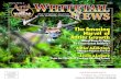 Whitetail News Vol 19.3