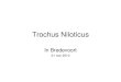 Trochus Niloticus