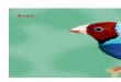Aves y pájaros-beaphar-Forrajes Cominter
