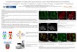 Rowiak CS: Intracellular Manipulation of Single Cells Using Ultrashort Laser Pulses
