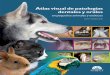 Atlas visual de patologías dentales y orales en pequeños animales y exóticos