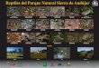 Reptiles Parque Natural Sierra de Andjar