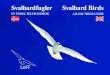 Svalbardfugler by LOFF