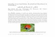 Family Coccinellidae (Ladybird Beetles) in Palestine
