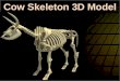 COW SKELETON 3D MODEL