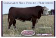 Standard Hill Polled Herefords 2012 Sire Brochure