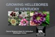 Growing hellebores in kentucky