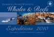 Kimberley Whale Watching's "Whales & Reefs" expedition cruise