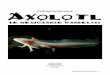Gedragsonderzoek Axolotl