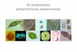 Protozoários & protozooses
