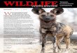 Wildlife Worldwide Newsletter January 2014