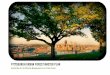 Pittsburgh Urban Forest Master Plan