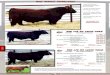 2013 Lewis Farms 28th Annual Bull Sale Part 3