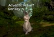 Adventures of Donkey