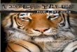 Tiger Tales May 2013