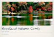 Autumn Woodland Comik