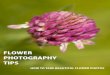 Flower Photography Tips - How to Take Beautiful Flower Photos