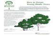 Tree City USA Bulletin #1 - How to Prune Young Shade Trees