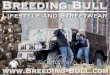 Breeding-Bull Katalog 2012