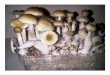 Grow Mushrooms At Home