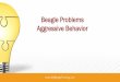 Beagle Training - Beagle Aggression