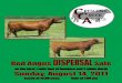 Crescent Creek Angus Red Angus Dispersal 2011