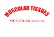 7- Muscular tissue
