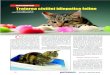 Cistita idiopatica felina