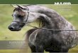 Mulawa_Arabian Studs & Stallions_2015 vol 41