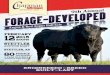 Chapman Cattle Co. 9th Annual Bull Sale