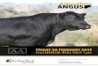 Adameluca Angus Sale Catalogue 2015